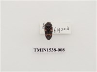 藏品(紅紋沫蟬)的圖片